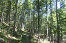 GR532, de Geishouse au col du Haag